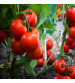 Tomato IVTMH-102 10 grams